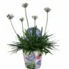 Agapanthus, In 17cm-pot