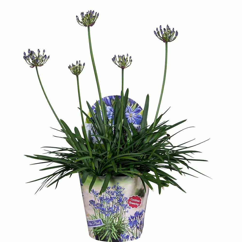 Agapanthus, In 17cm-pot 3 Agapanthus, In 17cm-pot