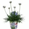 Agapanthus XL, In 24cm-pot -COPPELMANS Winkel agapanthus xl in 24cm pot 1000x1000 645385e05b20b l