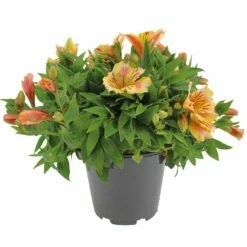 Alstroemeria, In 19cm-pot