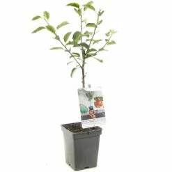 Appelboom (Malus Dom. Braeburn Patio), In Pot