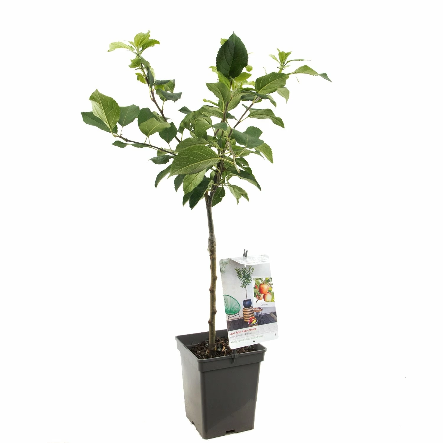 Appelboom (Malus Dom. Delcorf Patio), In Pot 3 Appelboom (Malus Dom. Delcorf Patio), In Pot