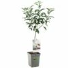 Appelboom (Malus Dom. Elstar Patio), In Pot -COPPELMANS Winkel appel malus dom elstar patio 1116x1116 623c76e1b09bb l