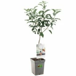 Appelboom (Malus Dom. Elstar Patio), In Pot