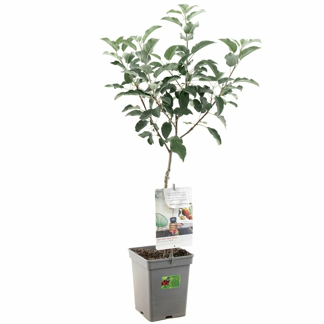 Appelboom (Malus Dom. Elstar Patio), In Pot 3 Appelboom (Malus Dom. Elstar Patio), In Pot