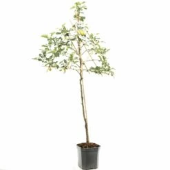 Appelboom (Malus Dom. Golden Delicious Leivorm), In Pot