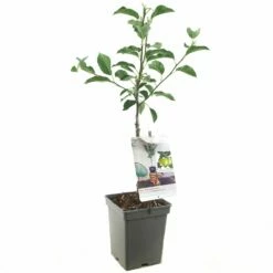 Appelboom (Malus Dom. Golden Delicious Patio), In Pot