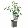 Appelboom (Malus Dom. Jonagold Patio), In Pot -COPPELMANS Winkel appel malus dom jonagold patio 1272x1272 623c76e329b03 l