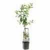 Appelboom Wonder Tree Delcorf -COPPELMANS Winkel appelboom wonder tree delcorf 1500x1500 624ecdbba8642 l