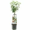 Appelboom Wonder Tree Topaz 1 Appelboom Wonder Tree Topaz -COPPELMANS Winkel appelboom wonder tree topaz 1500x1500 624ed209e86d2 l