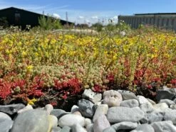 Daktuin Beezzz 'n Bio Daktuinpakket -COPPELMANS Winkel beezzz n bio daktuinpakket 2048x1536 62861f3157785 l