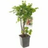 Bessenstruik Kwartet (Ribes Quatro-bes - Draagbeugel), In Pot -COPPELMANS Winkel bessen ribes quatro bes draagbeugel 1378x1378 623c768fd00a0 l