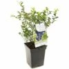 Blauwe Bessenstruik (Vaccinium Corymbosum Hortblue Petit), In Pot -COPPELMANS Winkel blauwe bes vaccinium corymbosum hortblue petit 1096x1096 623c76960e07a l