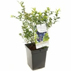 Blauwe Bessenstruik (Vaccinium Corymbosum Hortblue Petit), In Pot