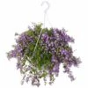 Campanula Addenda, In 27cm-hangpot 1 Campanula Addenda, In 27cm-hangpot -COPPELMANS Winkel campanula addenda in 27cm hangpot 1000x1000 625ecc0a4bfff l