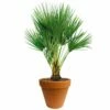 Chamaerops Palm 90cm Hoog, In 24cm-pot -COPPELMANS Winkel chamaerops palm 90cm hoog in 24cm pot 1000x1000 625410ac5d8c3 l