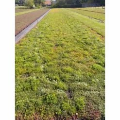 Daktuin Sedumtray Wildflower (per M²) -COPPELMANS Winkel daktuin sedumtray wildflower per m 800x800 6287455890b51 l
