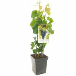 Druivenstruik (Vitis Vin. Muscat Blue - Draagbeuge), In Pot