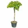 Druivenboom, In 45 Liter-pot 1 Druivenboom, In 45 Liter-pot -COPPELMANS Winkel druivenboom in 45 liter pot 1000x1000 625410af02b97 l