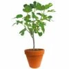 Ficus Carica 150-170 Hoog, In 27cm-pot -COPPELMANS Winkel ficus carica 150 170 hoog in 27cm pot 1000x1000 625410af61732 l