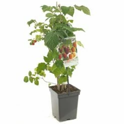 Frambozenstruik (Rubus Id. Quatro-framboos), In Pot