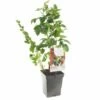 Fruit Kwartet (Ribes / Rubus Fruit Kwartet - Draag), In Pot -COPPELMANS Winkel fruit kwartet ribes rubus fruit kwartet draag 1500x1500 623c768ec3eff l