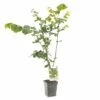 Hazelnotenboom (Corylus Avellana Cosford), In Pot -COPPELMANS Winkel hazelnoot corylus avellana cosford 1500x1500 623c76865593c l