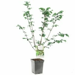 Hazelnotenboom (Corylus Avellana Webb's Prize Cob), In Pot