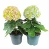 Hortensia Avantgarde, In 23cm-pot -COPPELMANS Winkel hortensia avantgarde in 23cm pot 1000x1000 641d698b8e43f l