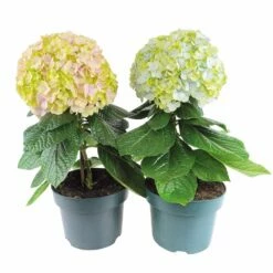 Hortensia Avantgarde, In 23cm-pot