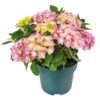 Hortensia Double Dutch, In 23cm-pot -COPPELMANS Winkel hortensia double dutch in 23cm pot 1000x1000 641d68c0ec818 l