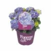 Hortensia Forever&Ever, In 23cm-pot -COPPELMANS Winkel hortensia forever ever in 23cm pot 1000x1000 6427f57c35193 l
