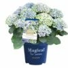Hortensia Magical, In 23cm-pot 2 Hortensia Magical, In 23cm-pot -COPPELMANS Winkel hortensia magical in 23cm pot 1000x1000 641d69dbe002f l