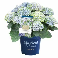 Hortensia Magical, In 23cm-pot