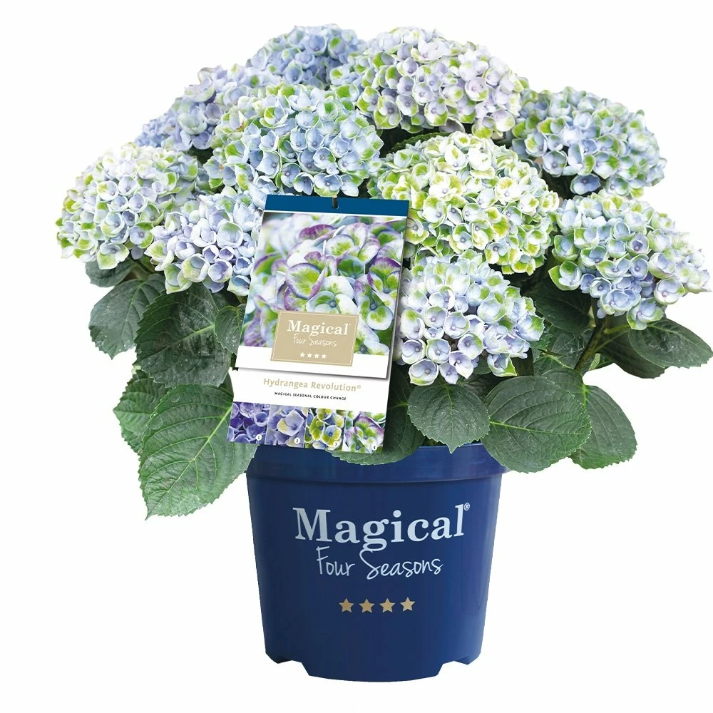 Hortensia Magical, In 23cm-pot 3 Hortensia Magical, In 23cm-pot