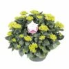Hortensia XXL, In 29cm-schaal -COPPELMANS Winkel hortensia xxl in 29cm schaal 1000x1000 6427f57ac84b6 l