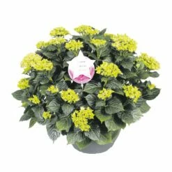 Hortensia XXL, In 29cm-schaal