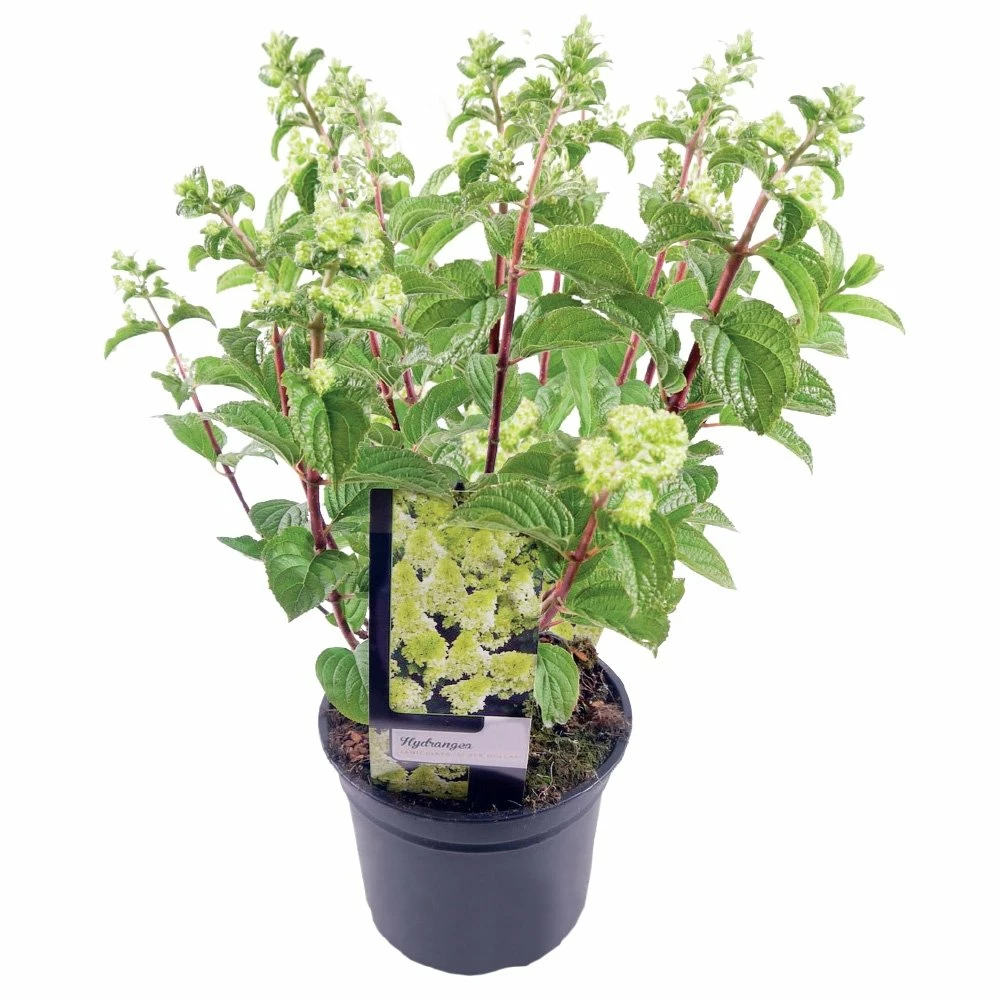 Hydrangea Paniculata, In 23cm-pot 3 Hydrangea Paniculata, In 23cm-pot