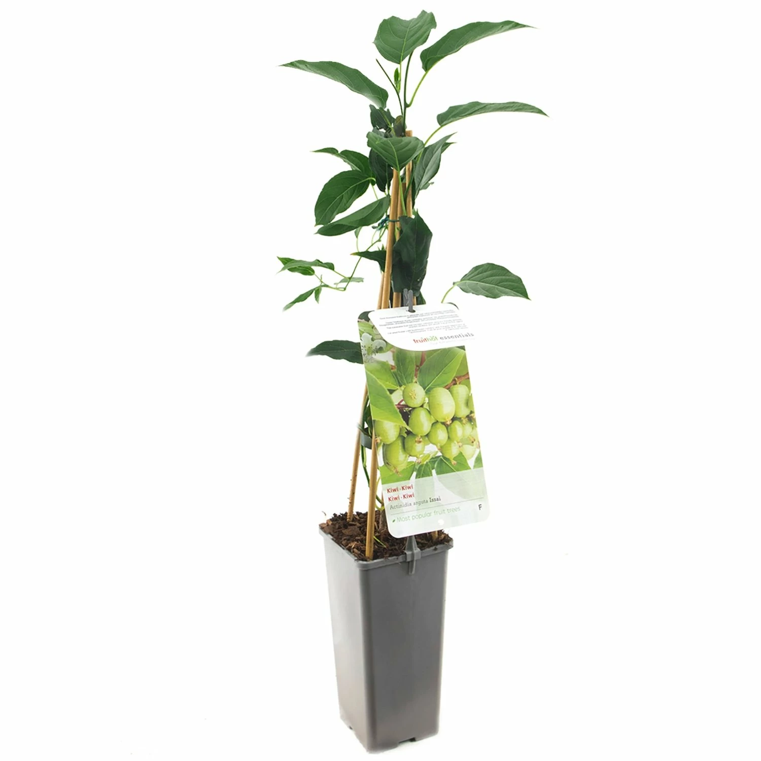 Kiwistruik (Actinidia Arguta Issai), In Pot 3 Kiwistruik (Actinidia Arguta Issai), In Pot