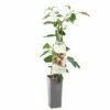 Kiwibes (Actinidia Arguta Ken's Red), In Pot -COPPELMANS Winkel kiwibes actinidia arguta ken s red 1500x1501 623c76d6ddb50 l