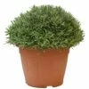 Lavendel, In 30cm-pot -COPPELMANS Winkel lanvendel in 30cm pot 800x800 62273561adc92 l