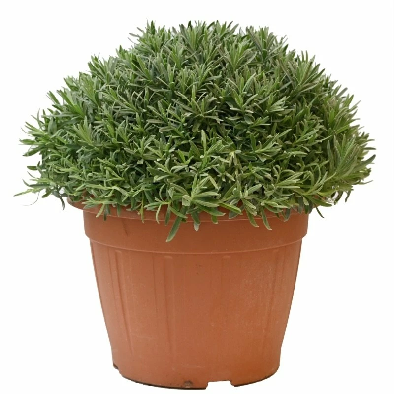 Lavendel, In 30cm-pot 4 Lavendel, In 30cm-pot - Afbeelding 2