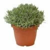 Lavendel, In 25cm-pot 1 Lavendel, In 25cm-pot -COPPELMANS Winkel lavendel in 25cm pot 800x800 6227356176881 l