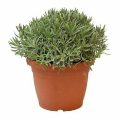 Lavendel, In 25cm-pot