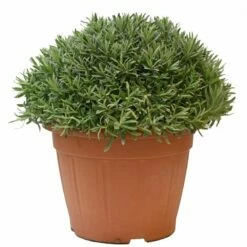 Lavendel, In 35cm-pot -COPPELMANS Winkel lavendel in 35cm pot 800x800 6229b6c16a796 l