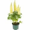 Lupine, In 23cm-pot -COPPELMANS Winkel lupine in 23cm pot 1000x1000 627b6e69acd34 l