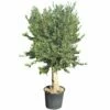 Olijfboom Groot, 30cm Stamomtrek -COPPELMANS Winkel olijfboom groot 30cm stamomtrek 1000x1000 62568eda34493 l