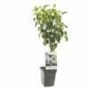 Perenboom (Pyrus Comm. Beurré Hardy Patio), In Pot -COPPELMANS Winkel peer pyrus comm beurre hardy patio 1500x1500 623c76e829ff3 l