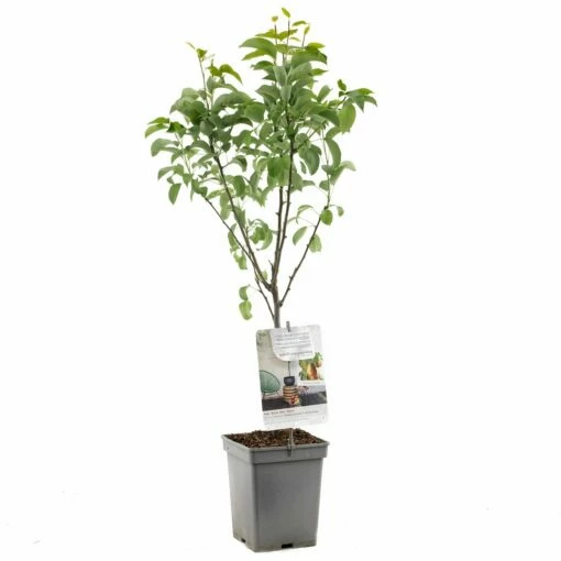 Perenboom (Pyrus Comm. Bonne Louise Patio), In Pot -COPPELMANS Winkel peer pyrus comm bonne louise patio 1324x1324 623c76eac65d6 l