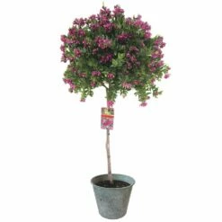 Polygala Op Stam, In 21cm-pot